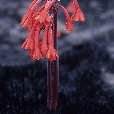 Cyrtanthus ventricosus unspecified picture