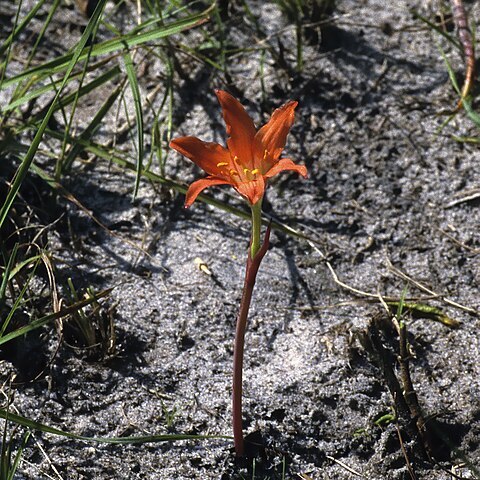 Cyrtanthus galpinii unspecified picture