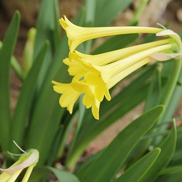 Cyrtanthus flanaganii unspecified picture