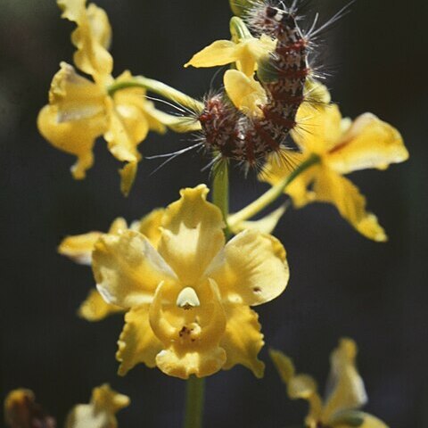 Cyrtopodium cristatum unspecified picture