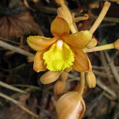 Cyrtosia septentrionalis unspecified picture