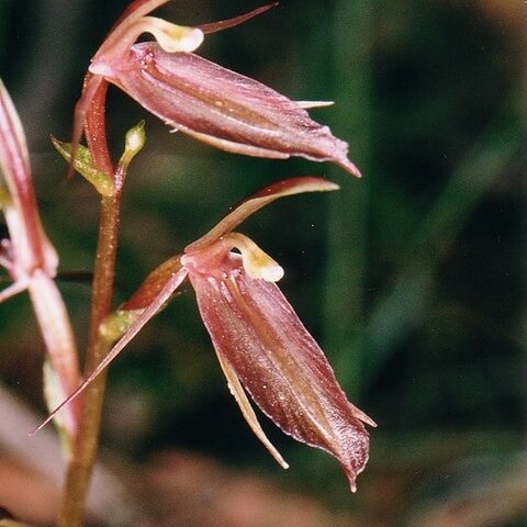 Cyrtostylis robusta unspecified picture