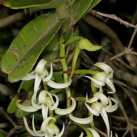 Cyrtorchis arcuata subsp. arcuata unspecified picture