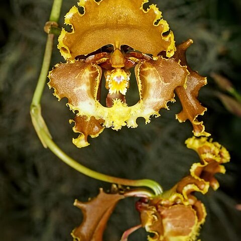 Cyrtochilum serratum unspecified picture