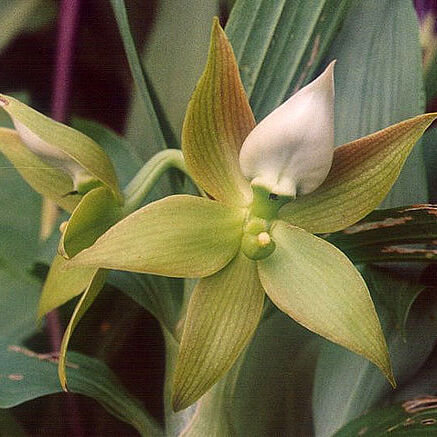 Cycnoches peruvianum unspecified picture