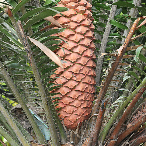 Encephalartos sclavoi unspecified picture