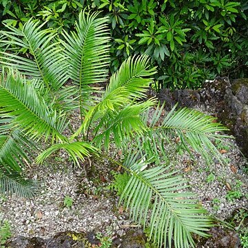 Cycas petrae unspecified picture