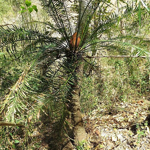 Cycas annaikalensis unspecified picture