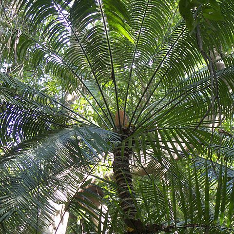 Cycas inermis unspecified picture