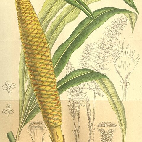 Cycas micholitzii unspecified picture