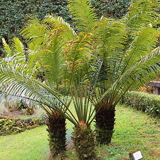 Cycas rumphii unspecified picture