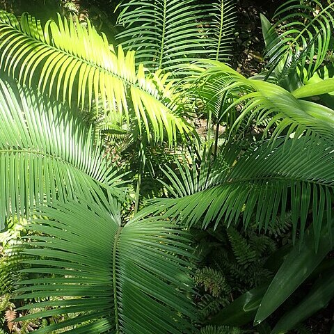 Cycas balansae unspecified picture