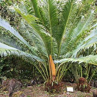 Cycas chevalieri unspecified picture