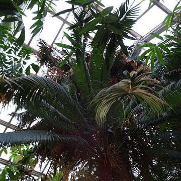 Cycas zeylanica unspecified picture