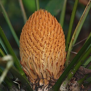 Cycas orixensis unspecified picture