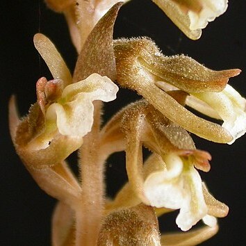 Cyclopogon elatus unspecified picture