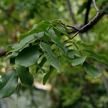 Cyclocarya unspecified picture