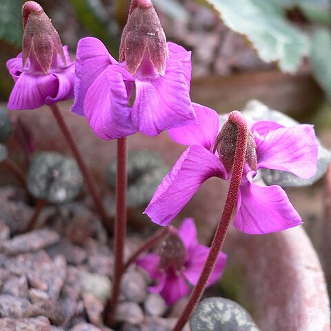 Cyclamen alpinum unspecified picture