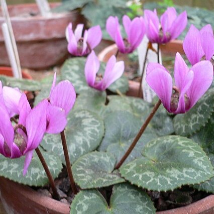 Cyclamen colchicum unspecified picture