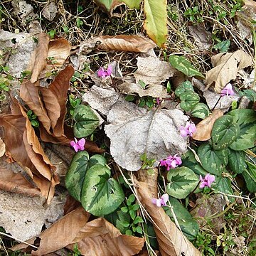 Cyclamen coum subsp. caucasicum unspecified picture