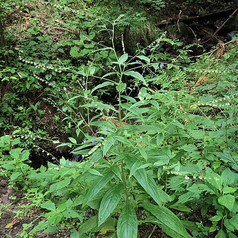 Cynoglossum asperrimum unspecified picture