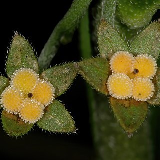 Cynoglossum hispidum unspecified picture