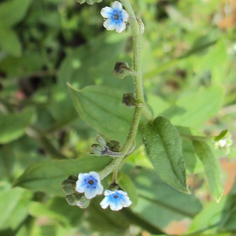 Cynoglossum zeylanicum unspecified picture