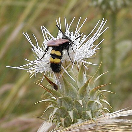 Cynara baetica unspecified picture