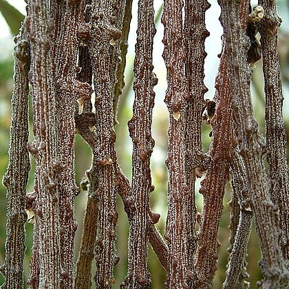 Cynanchum marnierianum unspecified picture