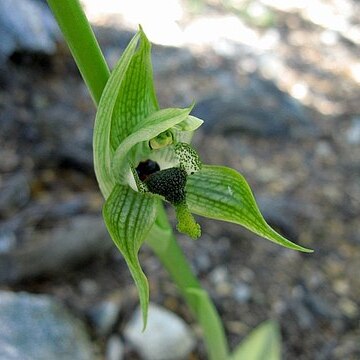 Chloraea apinnula unspecified picture