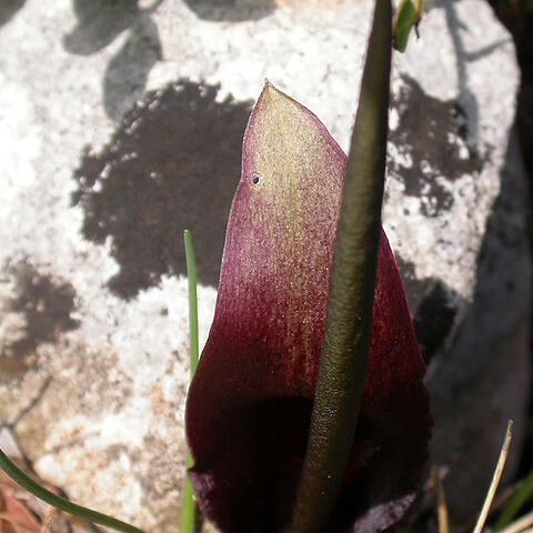 Biarum unspecified picture