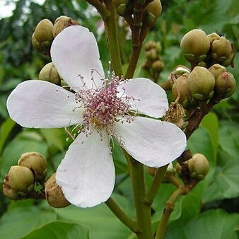 Bixaceae unspecified picture