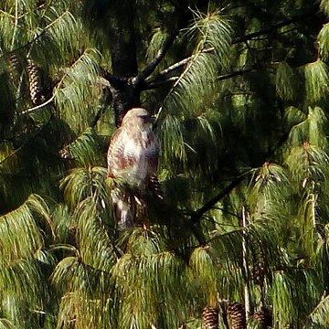 Pinus bhutanica unspecified picture