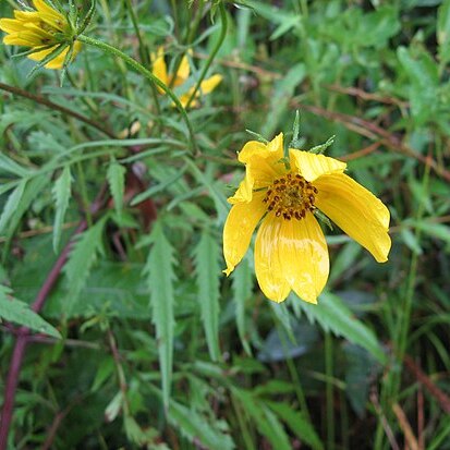 Bidens polylepis unspecified picture