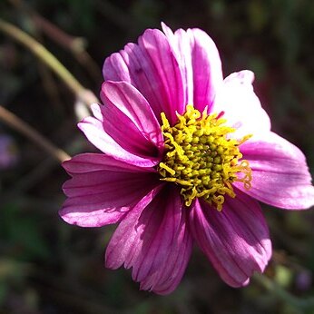 Bidens aequisquama unspecified picture