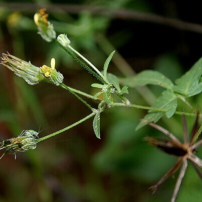 Bidens biternata unspecified picture