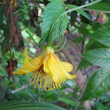 Bidens cosmoides unspecified picture