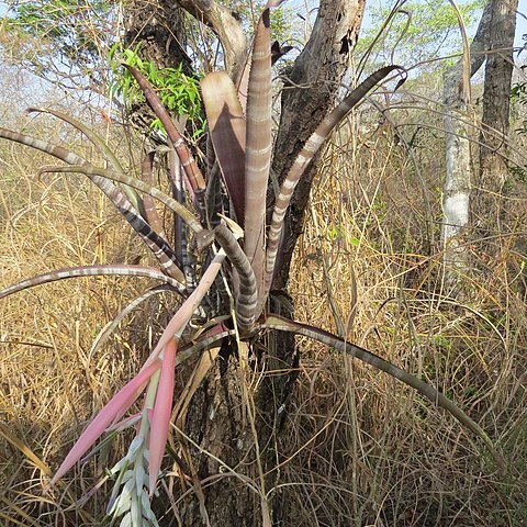 Billbergia pallidiflora unspecified picture