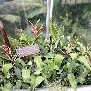 Billbergia leptopoda unspecified picture