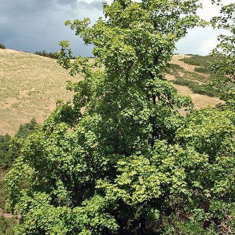 Acer saccharum subsp. grandidentatum unspecified picture