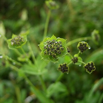 Bupleurum euphorbioides unspecified picture