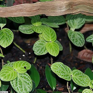 Chamaeranthemum venosum unspecified picture