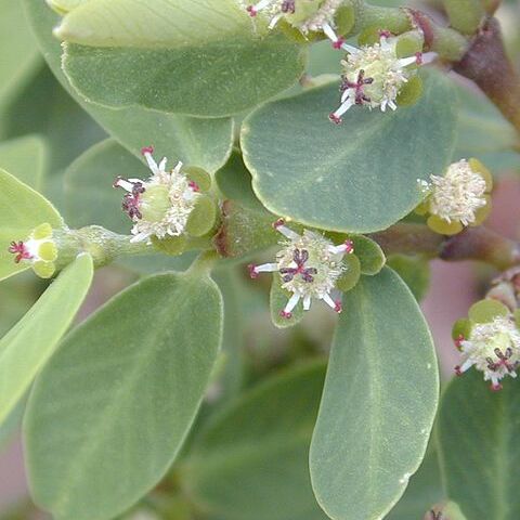 Euphorbia celastroides unspecified picture