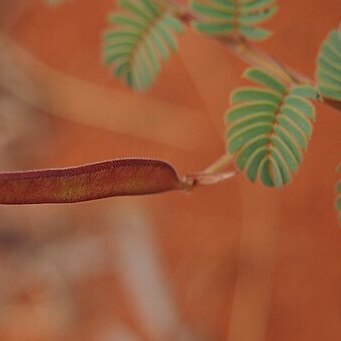 Chamaecrista symonii unspecified picture