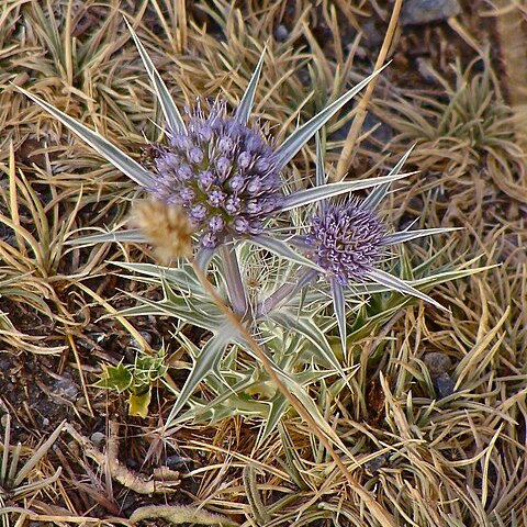 Eryngium glaciale unspecified picture