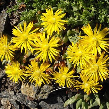 Chasmatophyllum musculinum unspecified picture