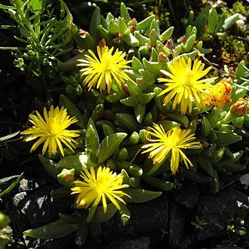 Chasmatophyllum unspecified picture