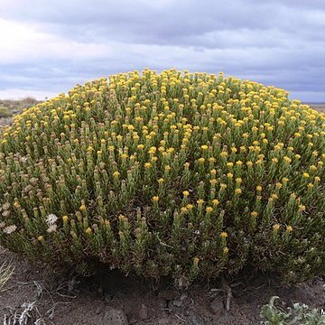 Senecio filaginoides unspecified picture