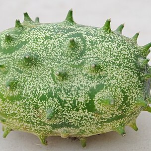 Cucumis metuliferus unspecified picture