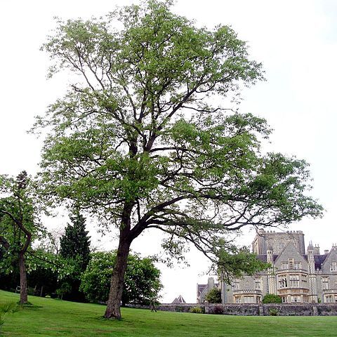 Quercus variabilis unspecified picture